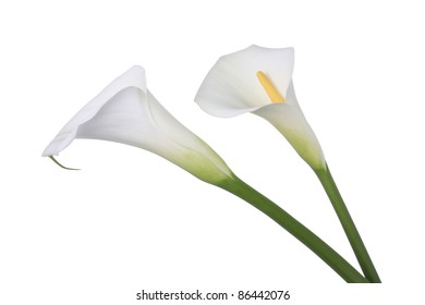 Two White Calla Lilies