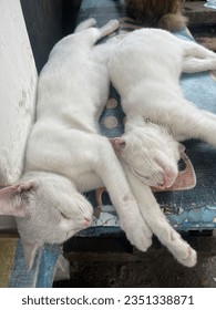 two white cats sleeping in the same style