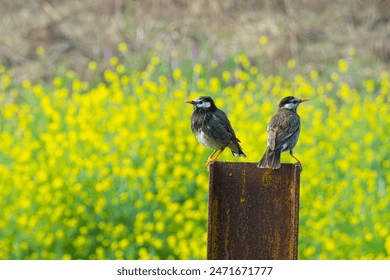 Two white cheeked starlings on a metal board in the yellow flower background - Powered by Shutterstock