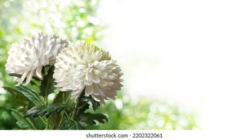 Two White Chrysanthemums Closeup Isolated On A Blurry Garden Background