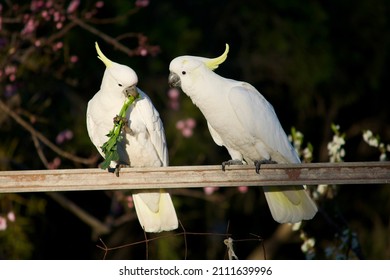 Two White Cockatoos In A Veggie Patch Eating Spinach