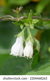 Two White Comfrey Plant Flowers	