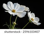 Two white cosmos flower photography on black background 