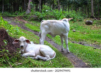 Two White Cow Babies In Green Grass. Tropical Asia Pasture With Cattle. White Cow Kids On Free Range. White Breed Of Meat Cattle. Tropical Asia Farming And Agriculture. Young Bulls In Green Jungle