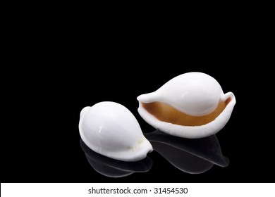 Two White Cowrie Sea Shells