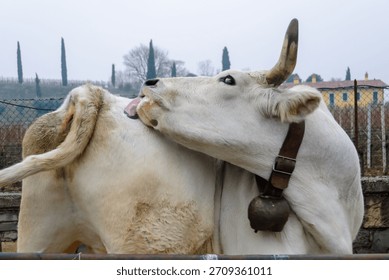 Two white cows interact affectionately, one licking the other’s back, captured in a rural farm setting with soft natural light.