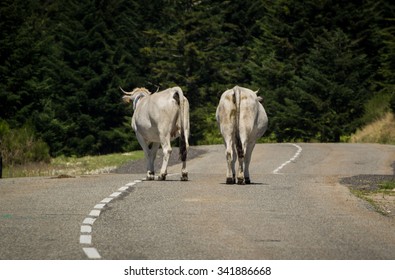 two white cows in the middle of the road