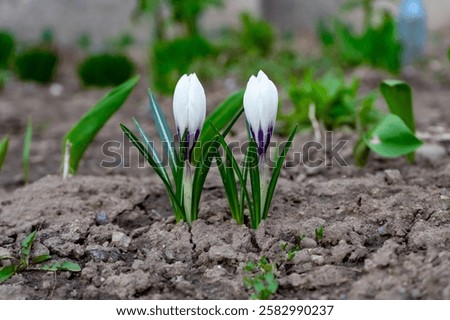 Two white crocuses with violet tips emerge from the dry soil in a garden. Surrounding greenery hints at the arrival of spring and new life in the countryside.
