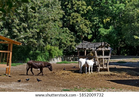 Similar – Lipizzaner, Pferderasse, Slowenien, Europa