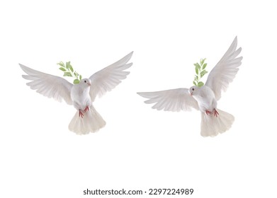 two white dove in flight on a white background with an olive branch