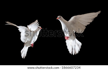 two white dove sacred bird flying on a black background