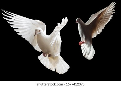 Two White Doves Fly On A Black Background