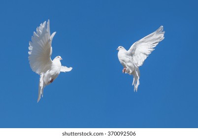 Two White Doves Flying Against The Blue Sky