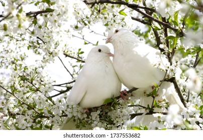 Two white doves with love. Valentine and Sweetest day concept. Couple  of pigeons bird on the tree with background of blossom gardens.Love end familly concept.Couple of lover bird. together concept - Shutterstock ID 1737553682