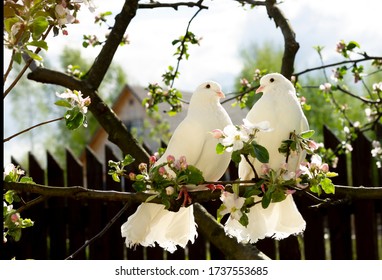 Two White Doves With Love. Valentine And Sweetest Day Concept. Couple  Of Pigeons Bird On The Tree With Background Of Blossom Gardens.Love End Familly Concept.Couple Of Lover Bird. Together Concept