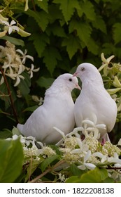 Two white doves with love. Valentine and Sweetest day concept. Couple  of pigeons bird on the tree with background of blossom garden hydrangeas.Love end familly concept.Couple of lover bird. 