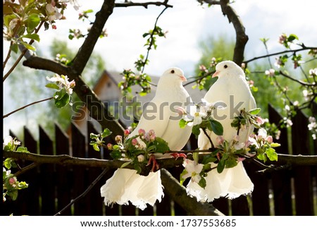Two white doves with love. Valentine and Sweetest day concept. Couple  of pigeons bird on the tree with background of blossom gardens.Love end familly concept.Couple of lover bird. together concept
