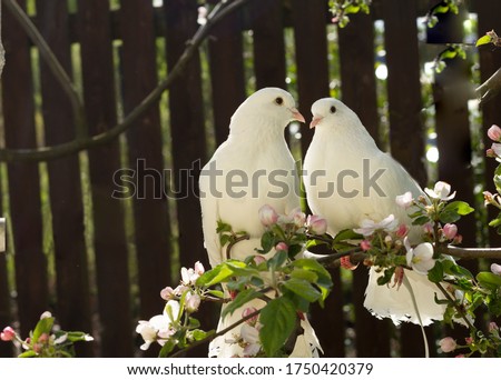 Two white doves with love. Valentine and Sweetest day concept. Couple  of pigeons bird on the tree with background of blossom gardens.Love end familly concept.Couple of lover bird. together concept
