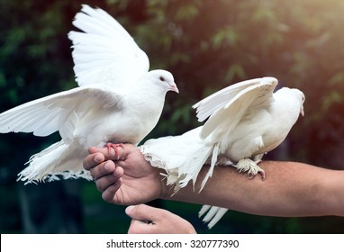 Two white doves on man's hand - Powered by Shutterstock