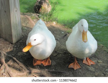 Two white ducks