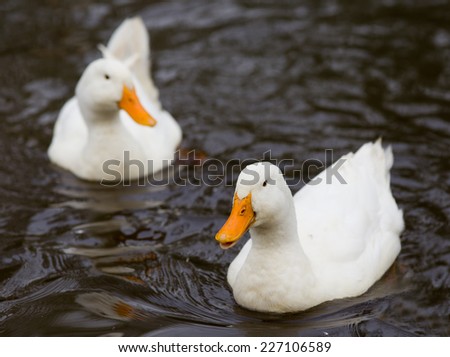 Two white ducks swimming in the lake