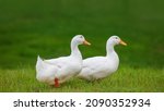 Two white ducks walking in the meadow