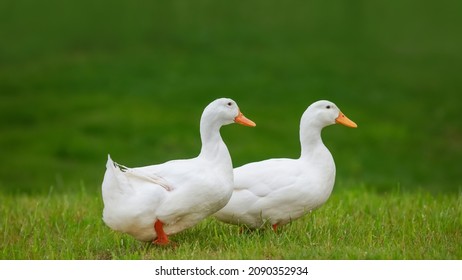 Two White Ducks Walking In The Meadow