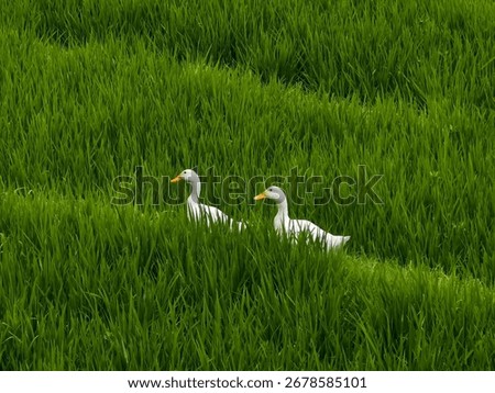 Two White Ducks Walking Through a Green Rice Field