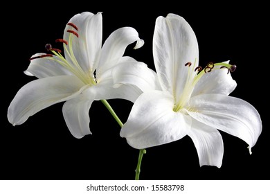 Two White Easter Lilies Isolated On Black