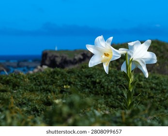 Two white Easter lilies (teppou yuri) bloom on a grassy coastal bluff overlooking the ocean at Higashi-Hennazaki cape in Miyako Island, Okinawa.