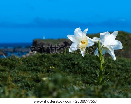 Two white Easter lilies (teppou yuri) bloom on a grassy coastal bluff overlooking the ocean at Higashi-Hennazaki cape in Miyako Island, Okinawa.