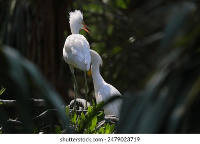 Two white egrets perched on a tree branch in a lush green forest - Powered by Shutterstock