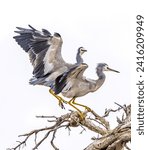 Two White Faced Herons (egretta novahollandiae) trying to land on the same spot on a tree.