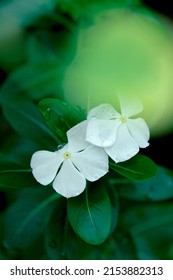 Two white flower petals on a green background, wet leaves in the rain in the garden. the light glows above it and then shot with a fujifilm mirrorless camera and macro zoom lens. Such beautiful nature