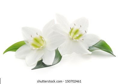Two White Flowers On A White Background 
