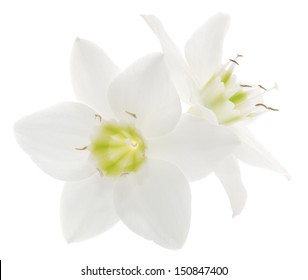 Two White Flowers On A White Background 