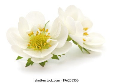 Two White Flowers On A White Background 