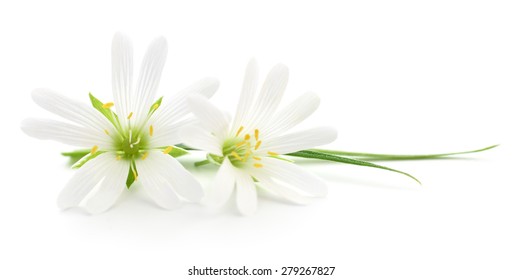 Two White Flowers On A White Background 