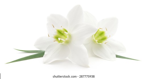 Two White Flowers On A White Background 