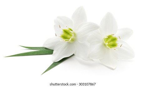 Two white flowers on a white background 