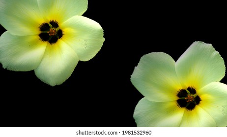 two white flowers on a black background suitable for wallpaper - Shutterstock ID 1981532960