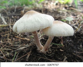 Two white fungus or toadstool or Shaggy Parasol over ground. Cañada de Gomez city, province of Santa Fe, Argentina