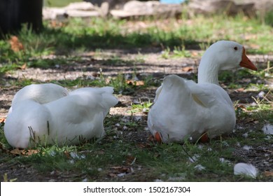 Two White Geese Laying Down