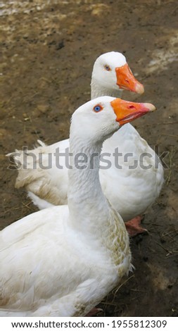 Similar – Foto Bild Unzertrennlich Gans Vogel