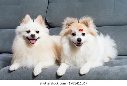 Two German Pomeranian Spitz Puppies Images Stock Photos Vectors Shutterstock