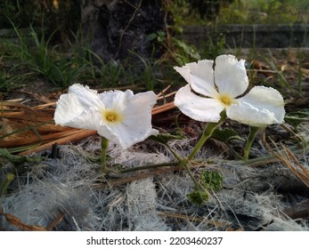two white glower above bamboo ash in the roadside  field - Shutterstock ID 2203460237