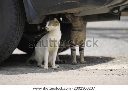 Two white and gray domestic cats playing under the car in parking lot