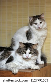 Two White And Gray Norwegian Forest Cats Next To Each Other