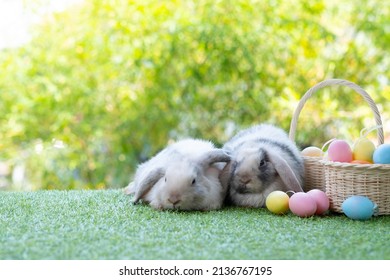 901 Egg laying mammal Images, Stock Photos & Vectors | Shutterstock