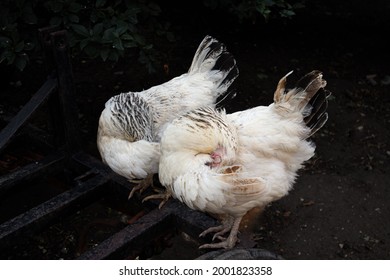 Two White Hens Remove Lice Under Their Wings, Chicken Health Problems